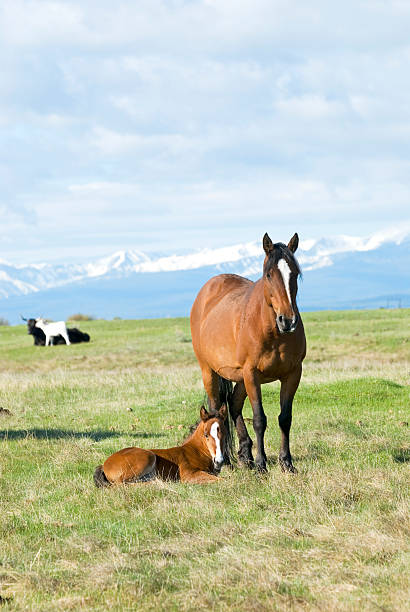 mare y potro - foal mare horse newborn animal fotografías e imágenes de stock