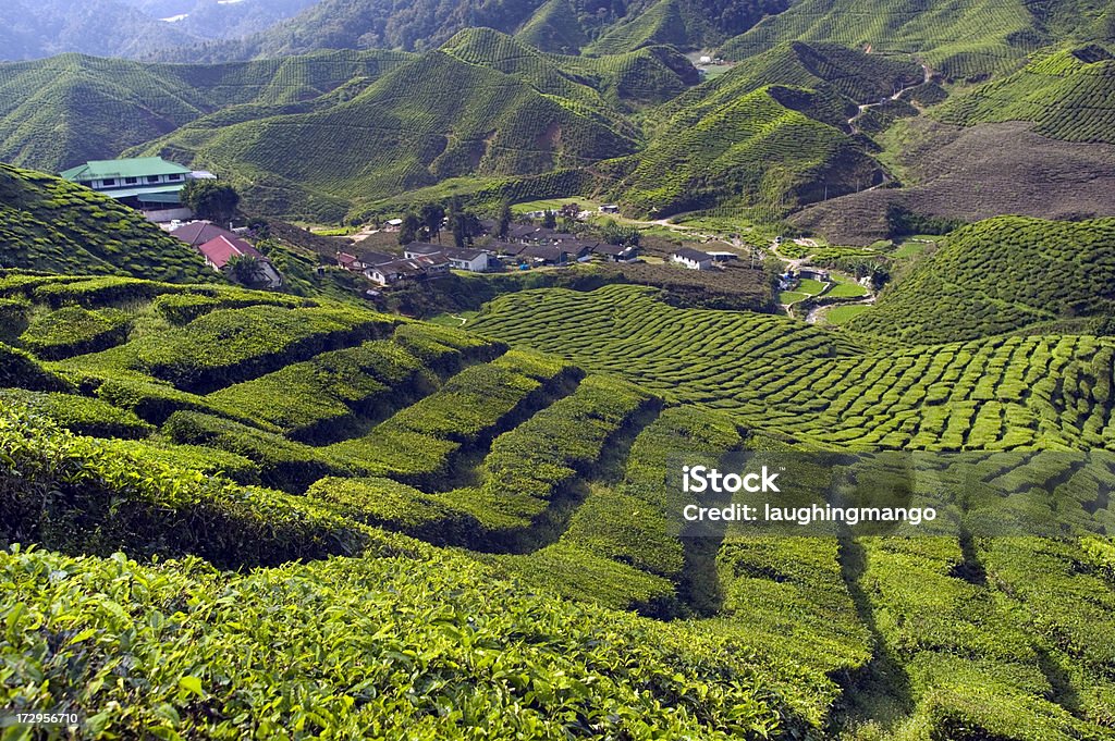 Piantagione di tè Altopiani di cameron pahang Malesia - Foto stock royalty-free di Agricoltura