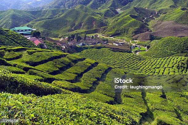 Piantagione Di Tè Altopiani Di Cameron Pahang Malesia - Fotografie stock e altre immagini di Agricoltura