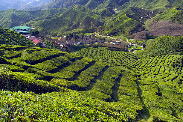 istock tea plantation cameron highlands pahang malaysia 172956710