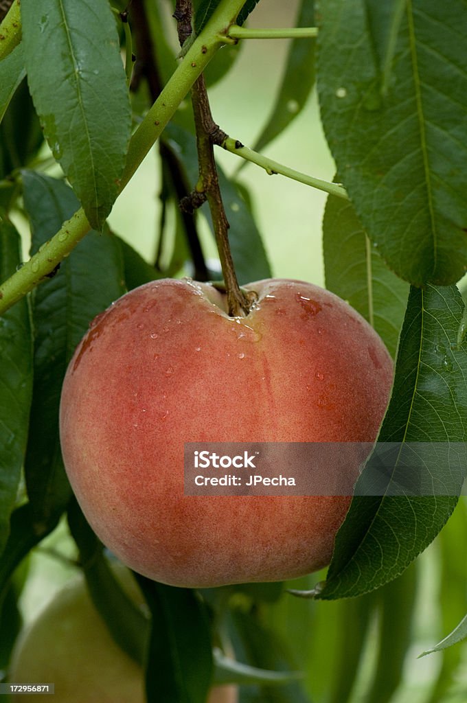 Bela pêssego maduro na árvore - Foto de stock de Alimentação Saudável royalty-free