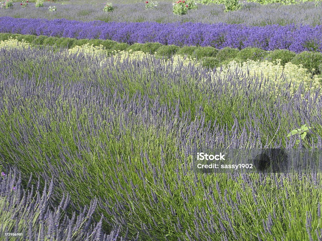 Campo de flores de lavanda filas púrpura - Foto de stock de Agricultura libre de derechos