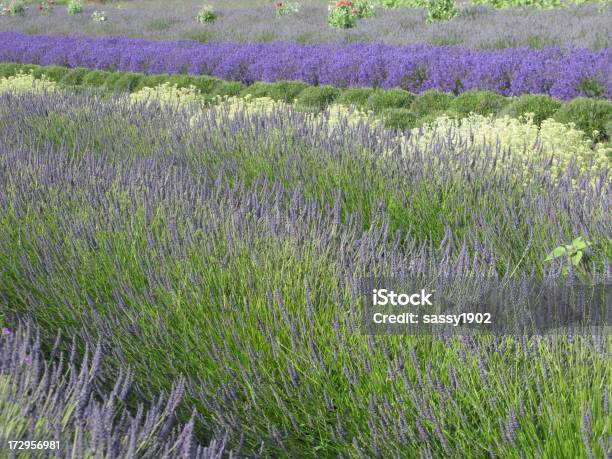 Campo De Flores De Lavanda Filas Púrpura Foto de stock y más banco de imágenes de Agricultura - Agricultura, Anual - Característica de planta, Asistencia sanitaria y medicina