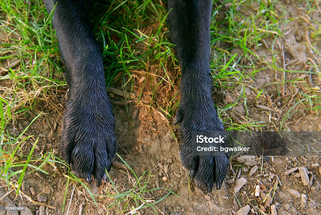 Pés de artrite - Royalty-free Animal de Estimação Foto de stock