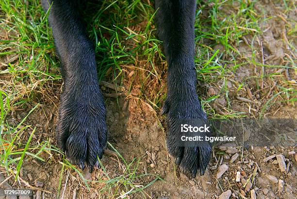 Pés De Artrite - Fotografias de stock e mais imagens de Animal de Estimação - Animal de Estimação, Artrite, Animal