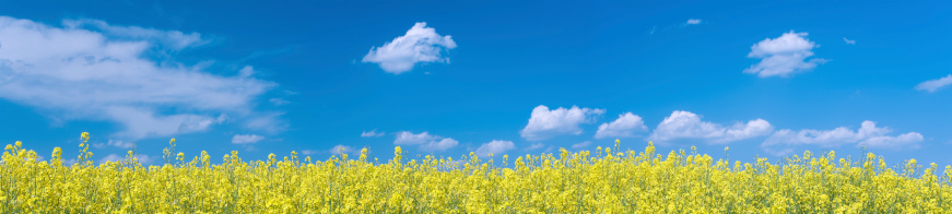 Flowering rapeseed field a sunny summer day