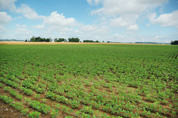 istock Indiana Soybean Field and Farm 172957102