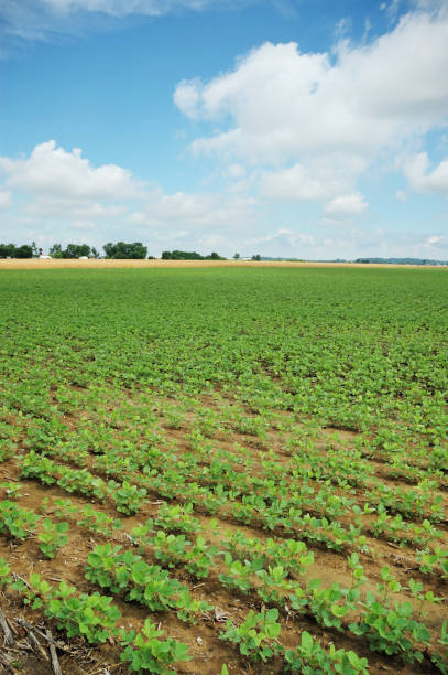 istock Indiana Soybean Field and Farm 172957106