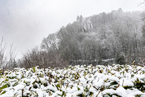 A hedge covered with snow in the foreground, a forest in the background during a snowfall