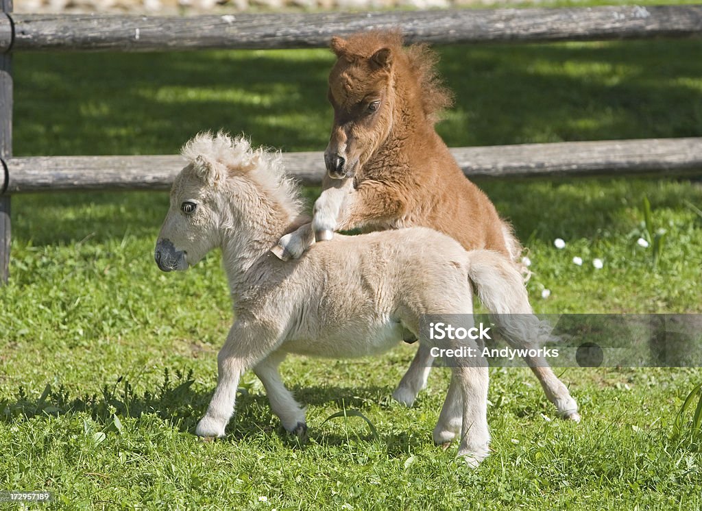 Lustiger Falabella Fillies - Lizenzfrei Falabella Horse Stock-Foto