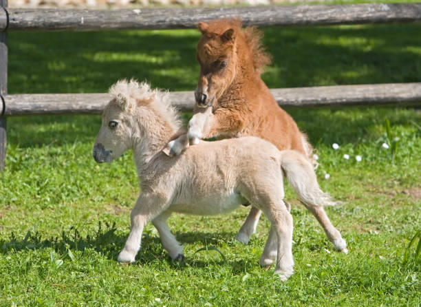 Heerlen,  the Netherlands, -  August 31, 2021. Woman walking at hand with here pony's in the early morning.