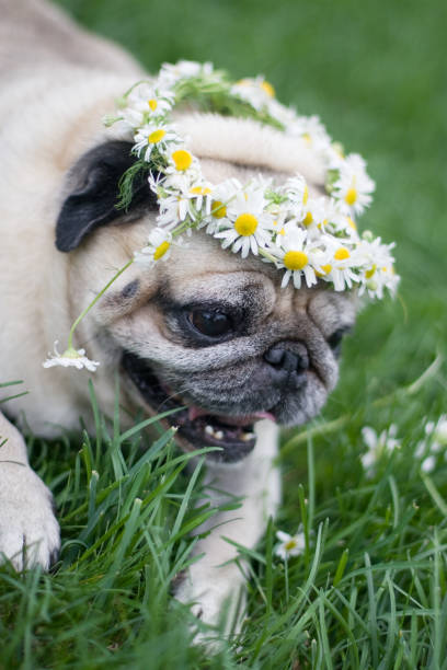 istock dog in a daisy wreath 172957250