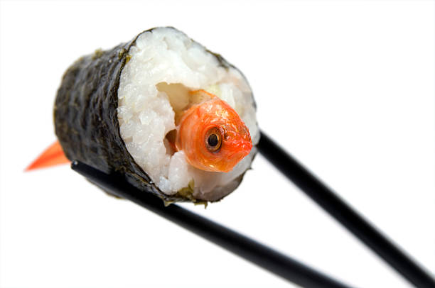 bad sushi serii - sushi goldfish fish humor zdjęcia i obrazy z banku zdjęć