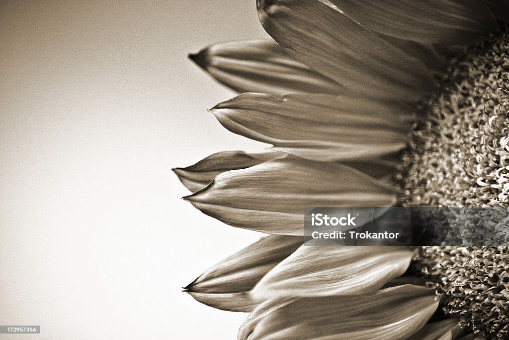Sunfower - Foto de stock de Beleza royalty-free