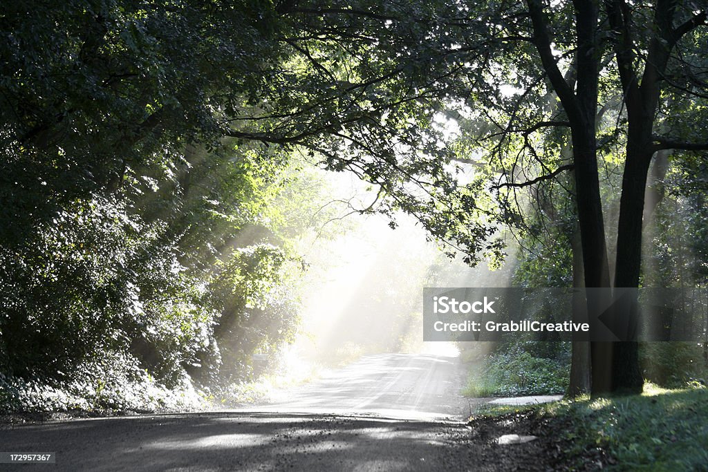 Niebo's promieni-światło na drodze w lesie - Zbiór zdjęć royalty-free (Bez ludzi)