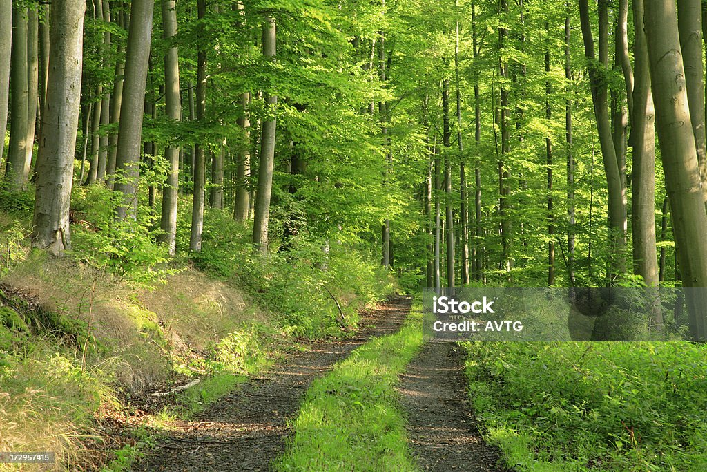 Путь через лес Бук Sunny - Стоковые фото Без людей роялти-фри