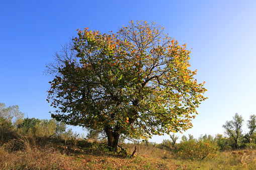 Landscape with tree on meadow at sunny autumn day in Ukraine