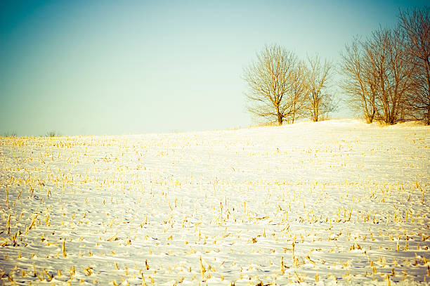 stark hiver champ de maïs - Photo