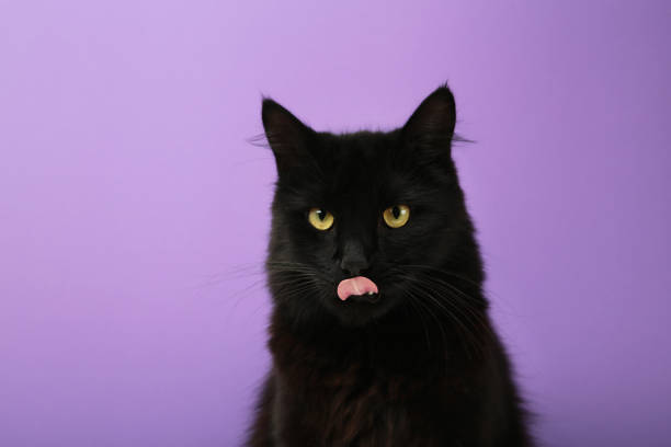 istock A beautiful black cat is licking his lips appetitively. A black cat on a violet background. Advertising of cat food, balanced cat food, pet care. 1729575337