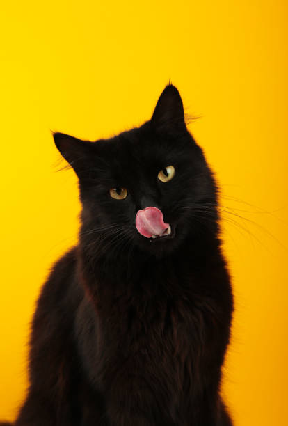 istock A beautiful black cat is licking his lips appetitively. A black cat on a yellow background. Advertising of cat food, balanced cat food, pet care. 1729575356
