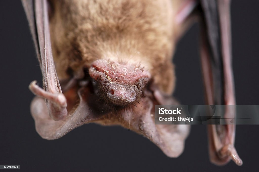 Frowning Bat Portrait Portrait of a Brazilian or Mexican Free-Tail Bat ( Tadarida brasiliensis ) - Closup of frowning mouth and nose. Animal Stock Photo