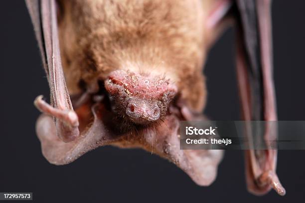 Frowning Bat Portrait Stock Photo - Download Image Now - Animal, Animal Body Part, Animal Hair
