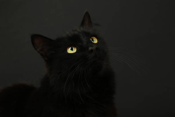 istock Black cat on black background with bright yellow eyes. Space for text. Happy Halloween 1729575896
