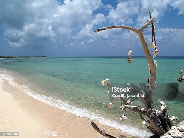 Photo libre de droit de Paradis Plage De Cozumel banque d'images et plus d'images libres de droit de Amérique latine - Amérique latine, Arbre, Arbre tropical