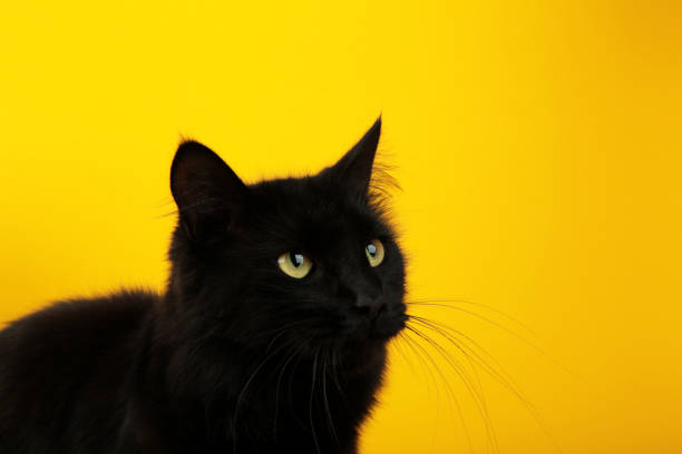 istock Black cat on yellow background with bright yellow eyes. Top view 1729576471