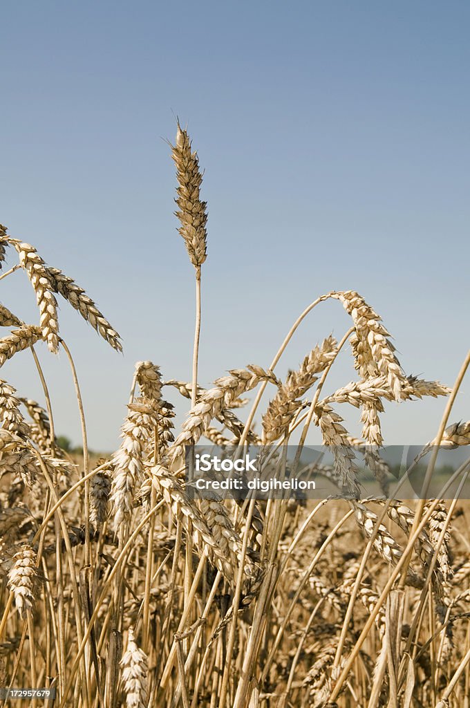 Weizen Feld gegen blauen Himmel - Lizenzfrei Bildhintergrund Stock-Foto
