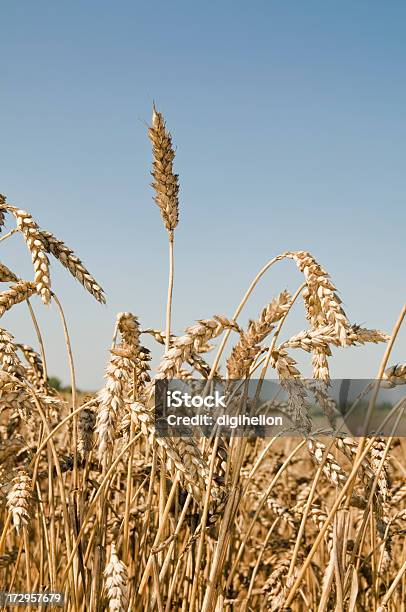 Пшеничное Поле Против Голубого Неба — стоковые фотографии и другие картинки Без людей - Без людей, Вегетарианское питание, Вертикальный