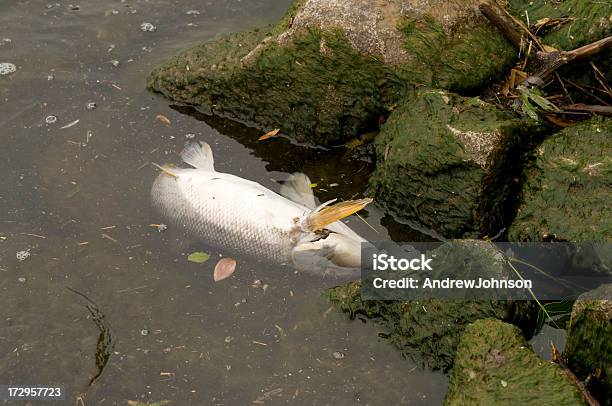 Martwych Ryb - zdjęcia stockowe i więcej obrazów Bez ludzi - Bez ludzi, Brzeg rzeki, Brzeg wody