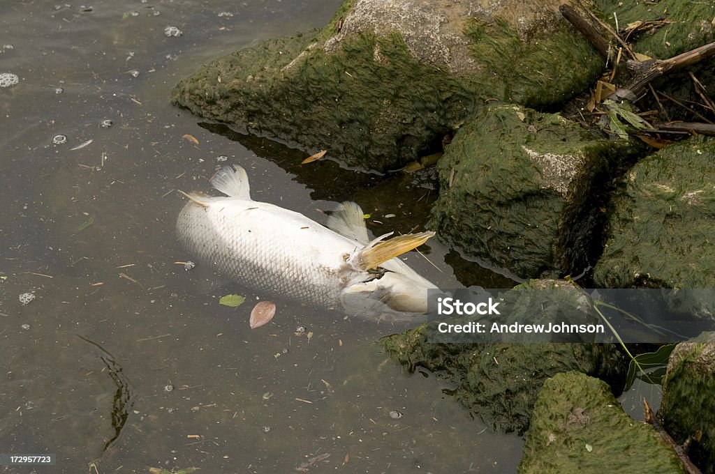 Мертвая рыба - Стоковые фото Без людей роялти-фри