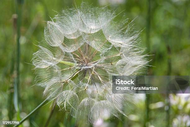 Dandilion 0명에 대한 스톡 사진 및 기타 이미지 - 0명, 꽃-식물, 꽃가루