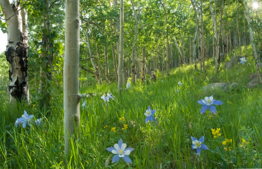 Beautiful aspen forest in the Front Range of Colorado with blooming columbine.  Clear Creek County. (panorama)SEE SIMILAR: