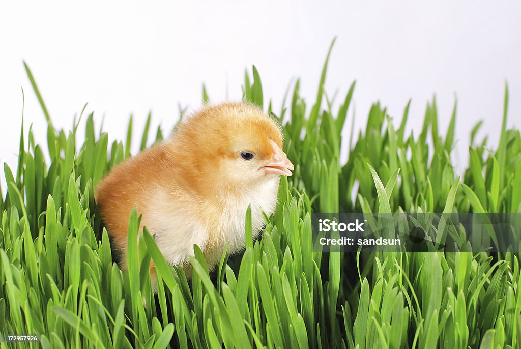 pollo - Foto stock royalty-free di Animale