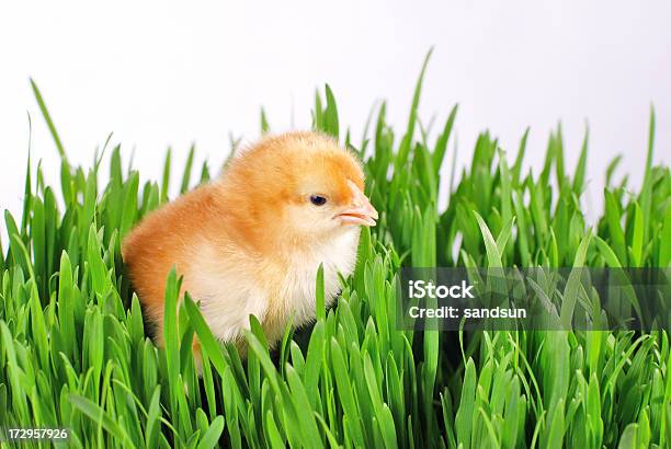 Foto de Frango e mais fotos de stock de Abril - Abril, Amarelo, Animal