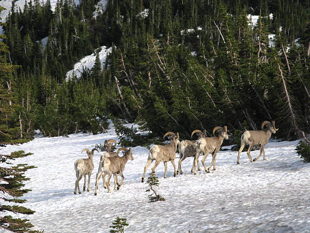 ram オオツノヒツジ冬の一団 - bighorn sheep ram sheep winter ストックフォトと画像