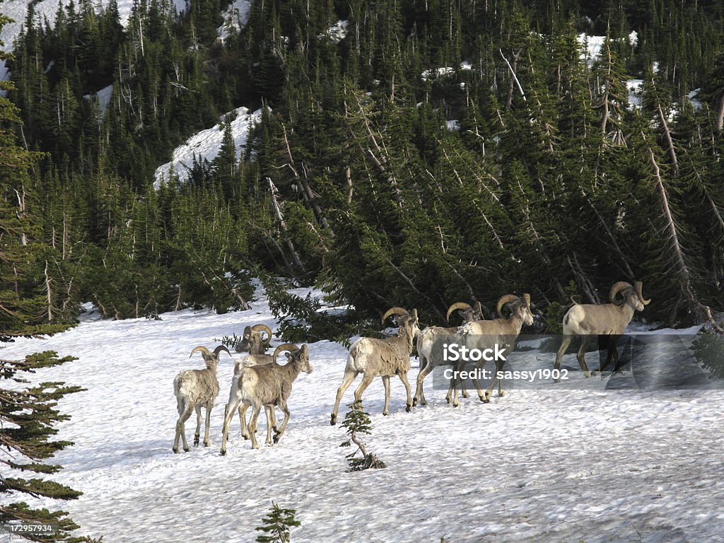 Rams Owca kanadyjska Zima Stado - Zbiór zdjęć royalty-free (Baran - Zwierzę płci męskiej)