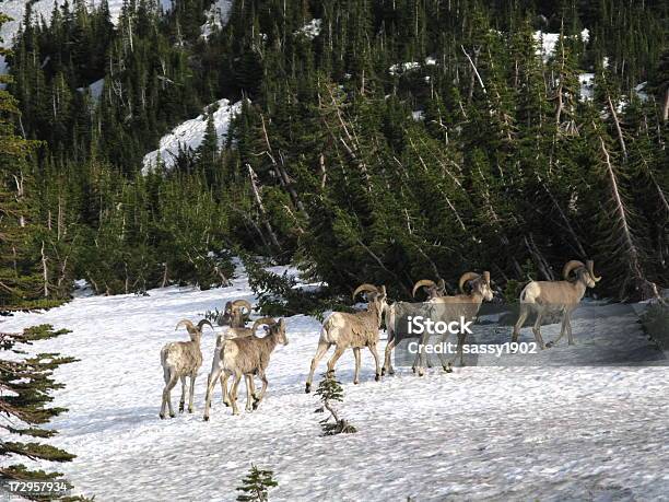 Rams Muflão Do Canadá Inverno Manada - Fotografias de stock e mais imagens de Andar - Andar, Animal, Animal em via de extinção