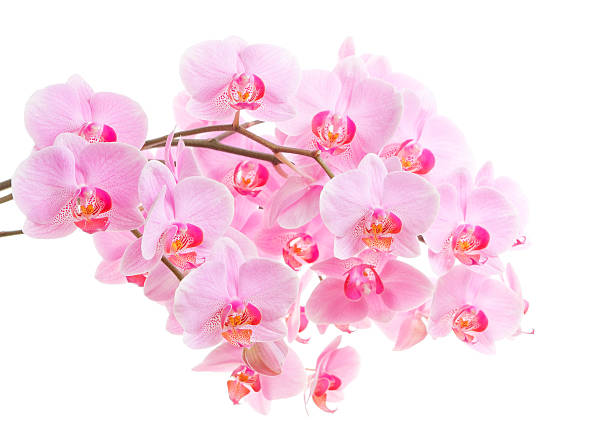 istock Orchid flower isolated on white background. 172957950