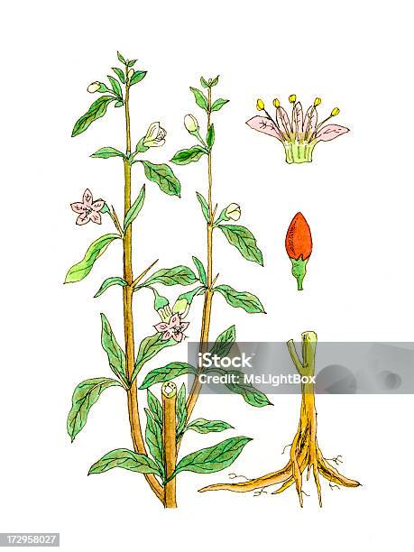 De Plantes Vecteurs libres de droits et plus d'images vectorielles de Agriculture - Agriculture, Aquarelle, Beauté