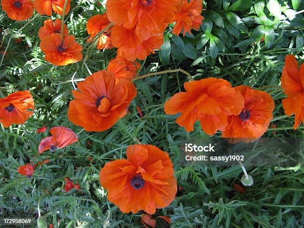 Photo libre de droit de Champ De Fleurs De Pavot Orange banque d'images et plus d'images libres de droit de Beauté - Beauté, Beauté de la nature, Botanique