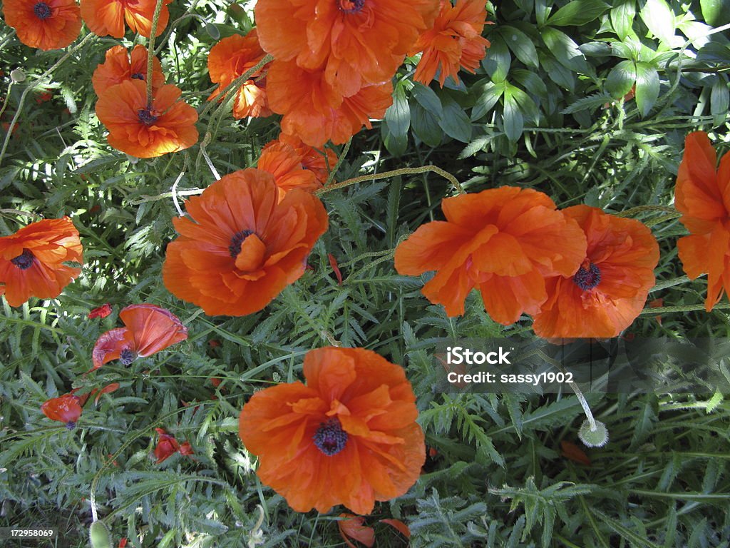 Campo de flor de papoula laranja - Foto de stock de Abaixo royalty-free