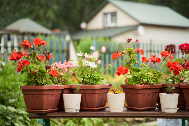istock Garden decorated by colorful potted plants. 1729580831