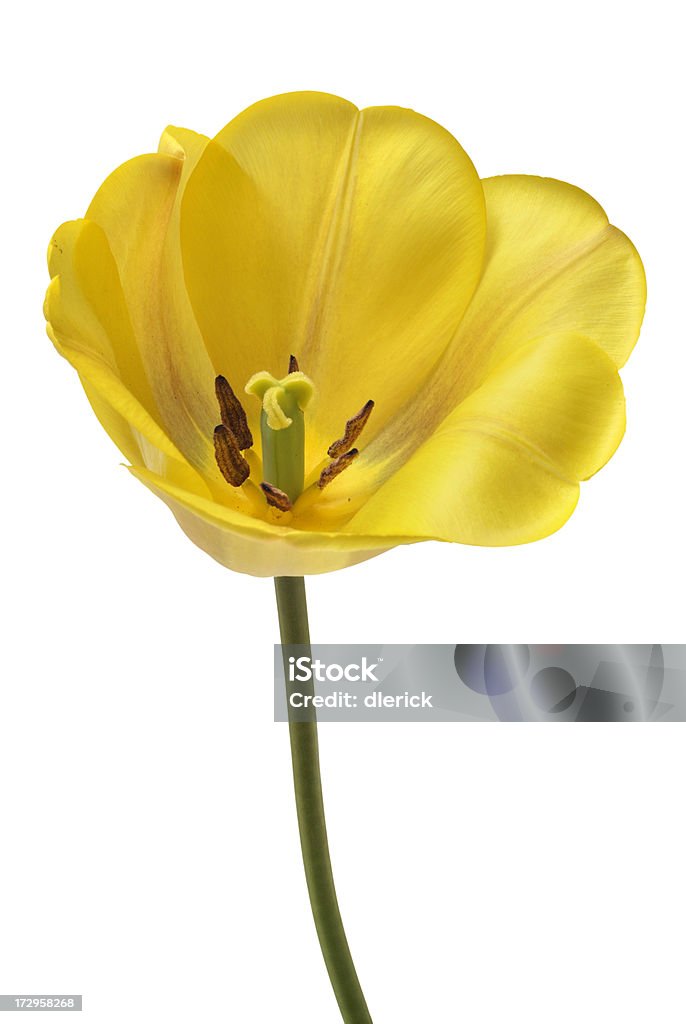 Eine Tulpe mit Stielgrün - Lizenzfrei Blume Stock-Foto