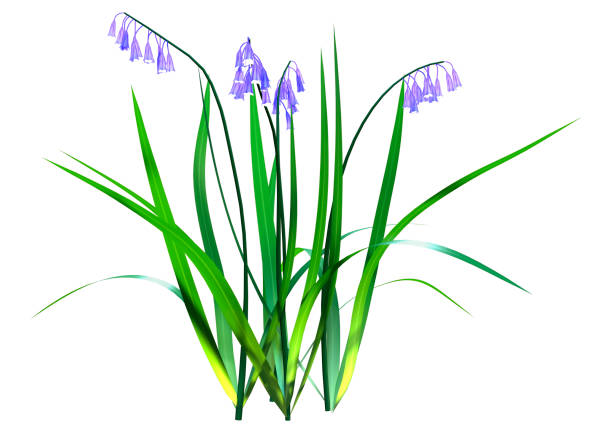 3D Rendering Bluebell Flowers on White