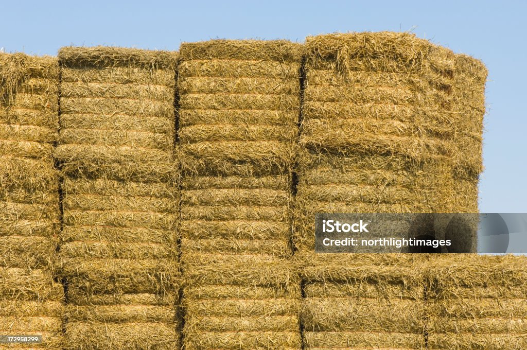 Ci sono palle - Foto stock royalty-free di Agricoltura