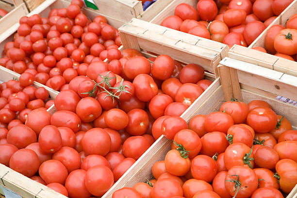 Os tomates - fotografia de stock