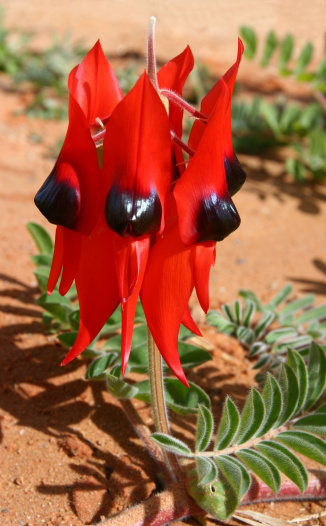 Sturt Desert Pea Flower in South Australian Desert - Swainsona Formosa